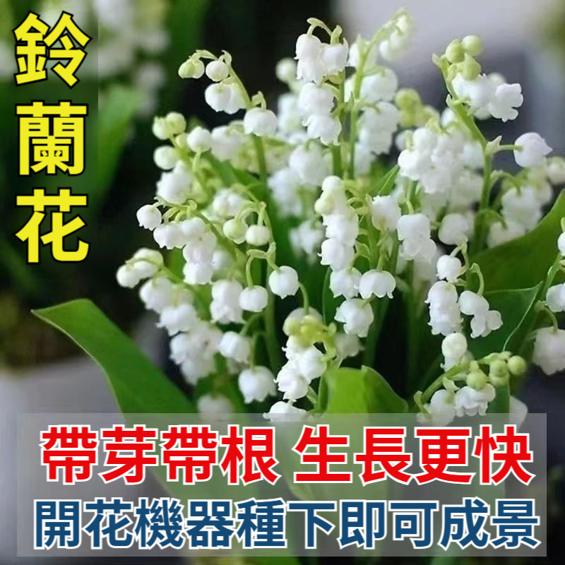 【花中迪奧！ 花開滿屋飄香，自然清新不刺鼻，勝過高檔香水味，防蚊+香薰+景觀，成活率高，無需精心養護，超長花期，新手放心種！】鈴蘭香水花，濃香型，鈴蘭帶芽花苗，耐寒室內新手好養